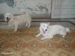 White Dogs pair male and female adult 0