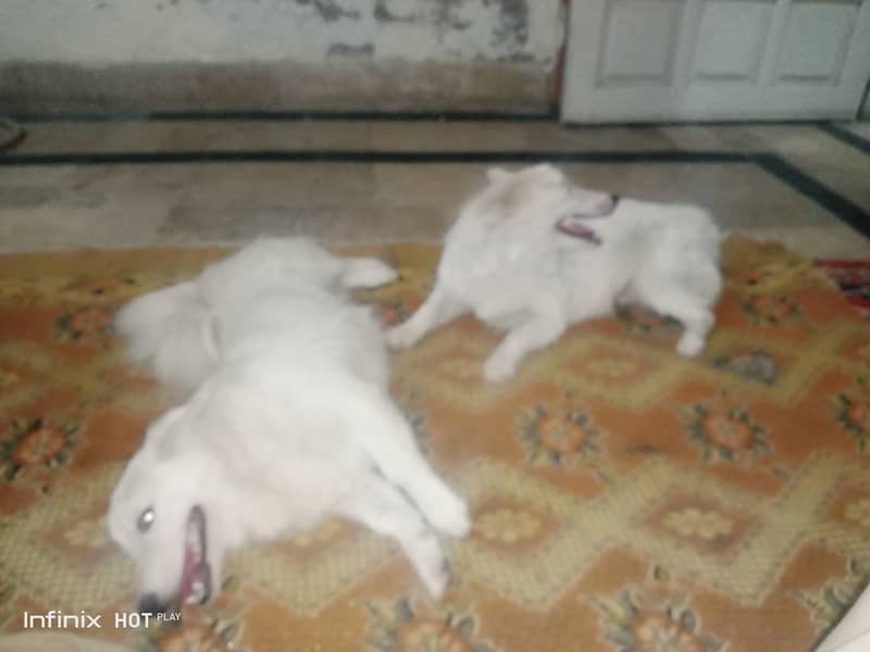 White Dogs pair male and female adult 1