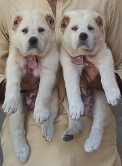 king alabai show quality havey bone structure for sale pair 0