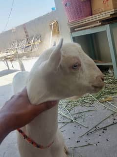 Barbari Goat Male Gulabi