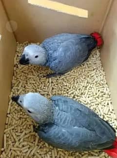 African grey parrot Chicks for sale WhatsApp contact 0318-7435-049