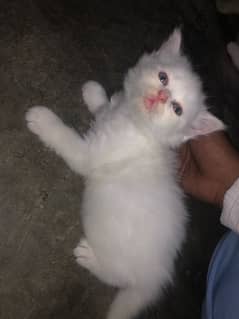Persian cat  baby 0