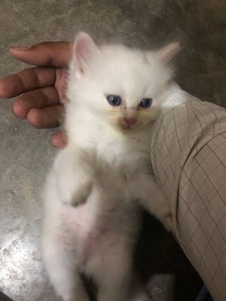 Persian cat  baby 1