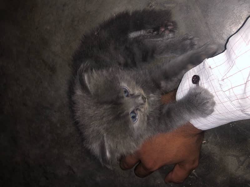 Persian cat  baby 5