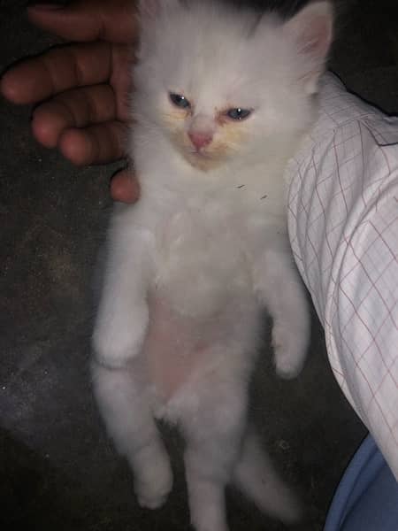 Persian cat  baby 6