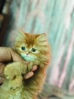 Persian male Triple Cot 2 months Age