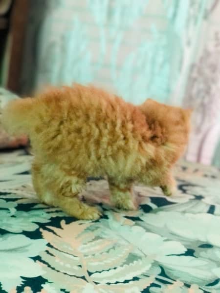 Persian male Triple Cot 2 months Age 4