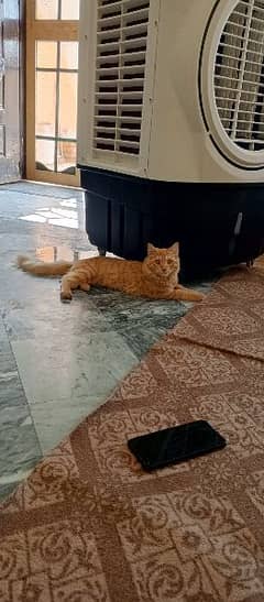 Semi Persian cat for sale