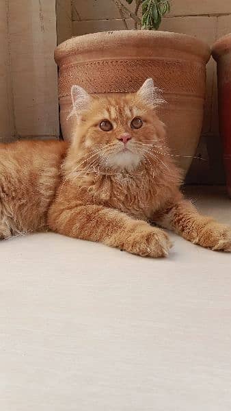 Persian cat , orange cat , 3rd coat 1