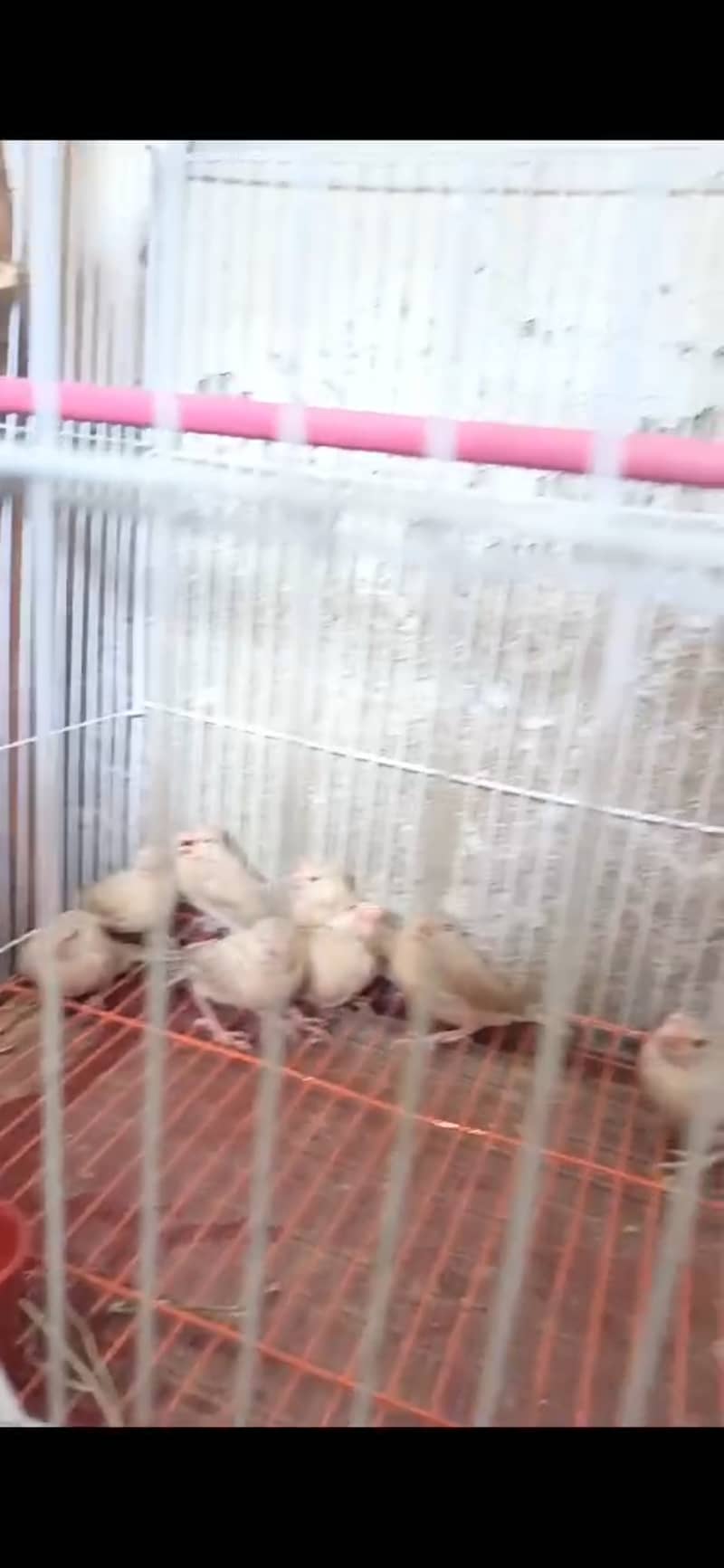 Fawn java chicks 11