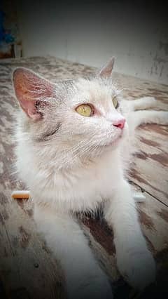 beautiful face persion cat frndly best color