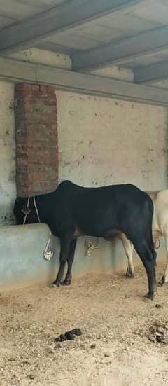 qurbani bull for sale 0