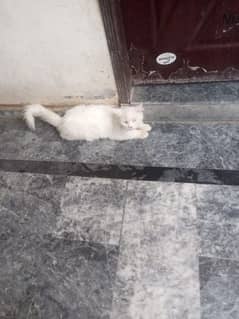 cat white