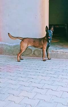 belgian malinoise full active pedigree paper available microchip
