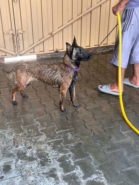 belgian malinoise full active pedigree paper available microchip 3