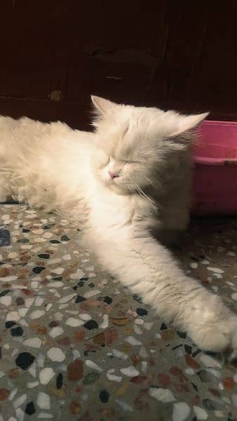 persian cat for sale 2