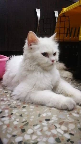 persian cat for sale 3