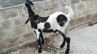 Goat for sale 2 dant
