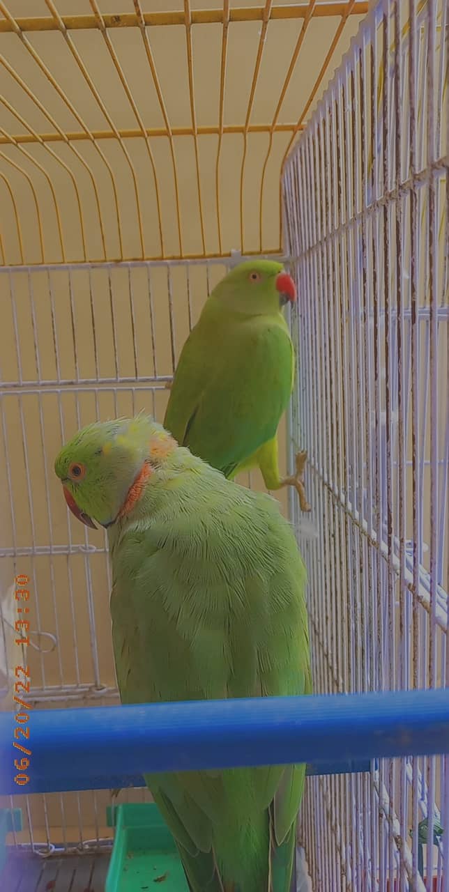 Ringneck pair 0