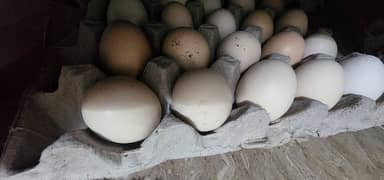 desi asterlop eggs for sale