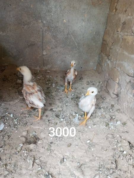 aseel murga and chicks firsale price 13000 3