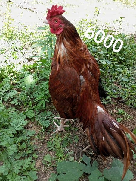 aseel murga and chicks firsale price 13000 2