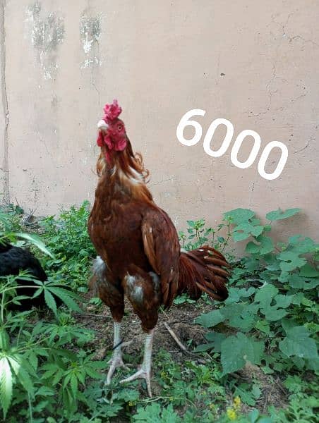 aseel murga and chicks firsale price 13000 1