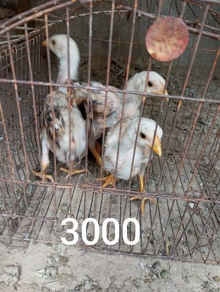 aseel murga and chicks firsale price 13000 4