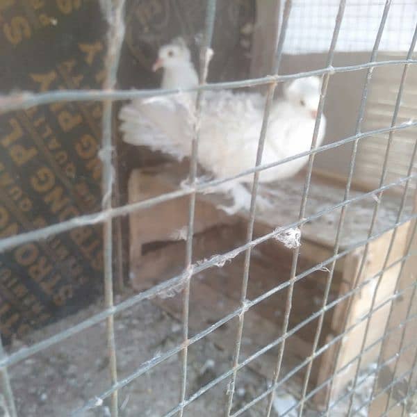 pigeon for sale 7