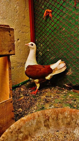 mix fancy pigeons 2