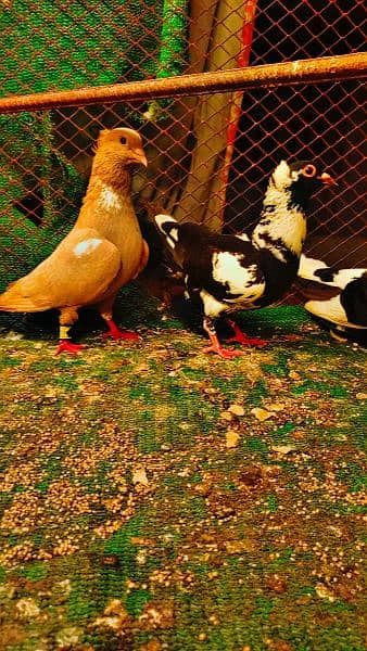 mix fancy pigeons 15