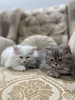 Persian Kitten ( Breed: A+++) For sale | Best coated | Doll Face