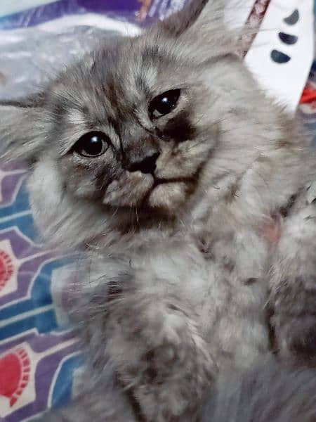 triple coat gray baluo kitten pure punch face2.5 month lahore 5