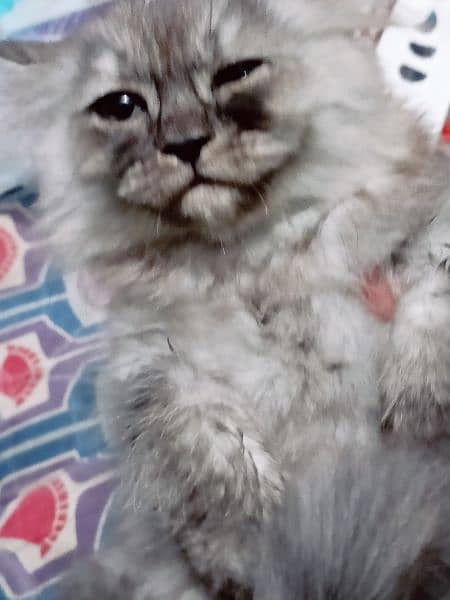 triple coat gray baluo kitten pure punch face2.5 month lahore 6