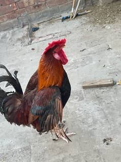murga and egg laying hens for sale read description