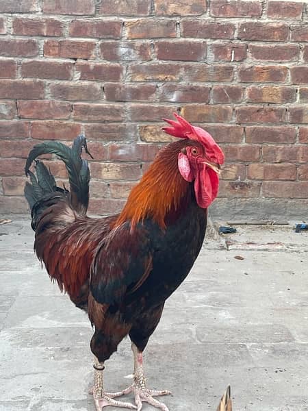 murga and egg laying hens for sale read description 1