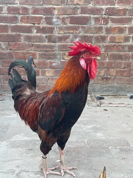 murga and egg laying hens for sale read description 2