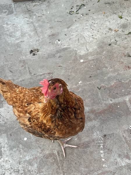 murga and egg laying hens for sale read description 3