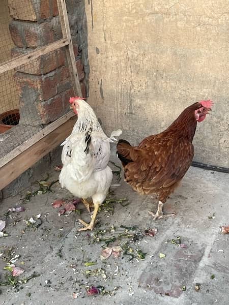 murga and egg laying hens for sale read description 4