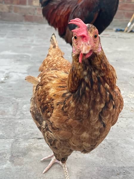 murga and egg laying hens for sale read description 5