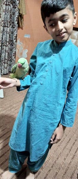 Raw talking parrot for sale 1