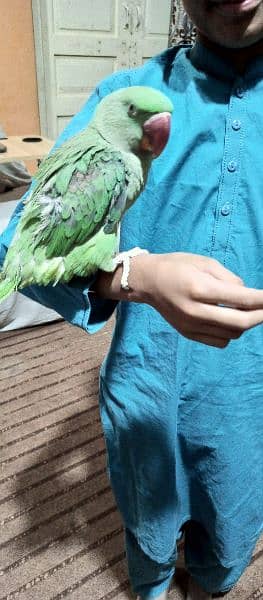 Raw talking parrot for sale 2