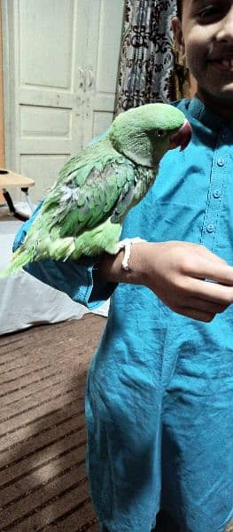 Raw talking parrot for sale 3