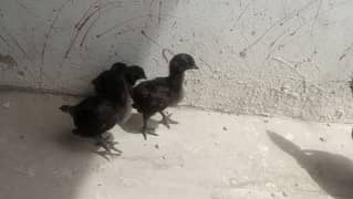 I m selling 1 month to 12 month grey tongue breed in reasonable pric 0