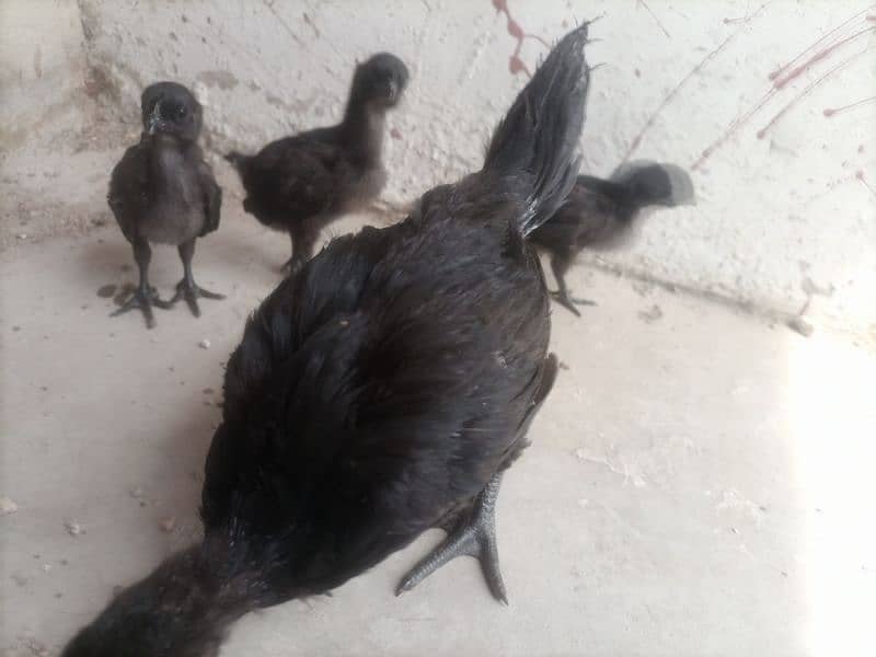 I m selling 1 month to 12 month grey tongue breed in reasonable pric 2