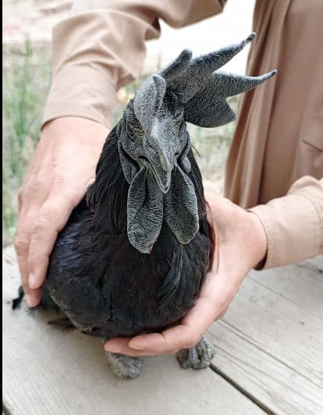 Ayaam Cemani 3