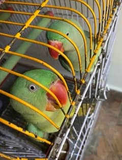 tame parrots for sell