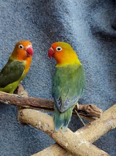 split Palefellow lovebirds pathy