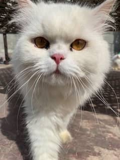 One year old male cat persian 0