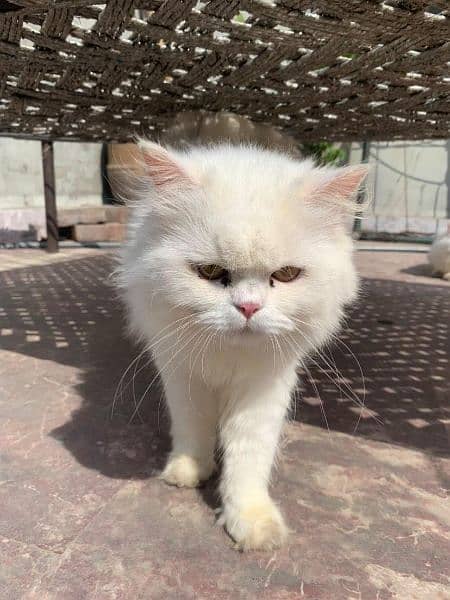 One year old male cat persian 1